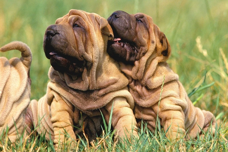 Z jakimi chorobami zmagają się psy rasy shar pei?