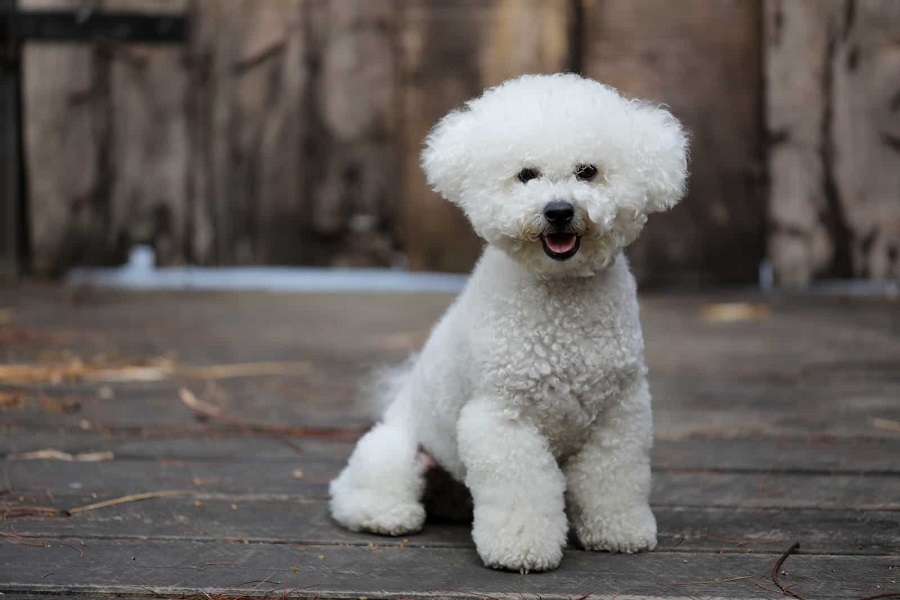 ¿Qué debe comer un bichón frisé?