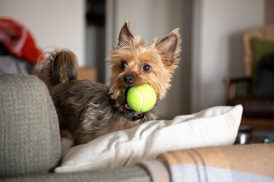 ¿Son las razas pequeñas buenos perros de apartamento?