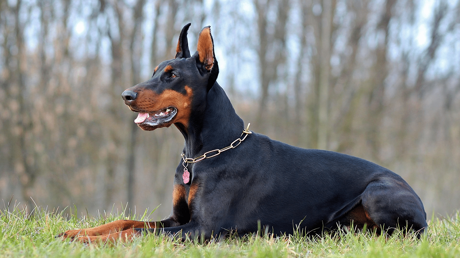 Czym karmić dobermana?