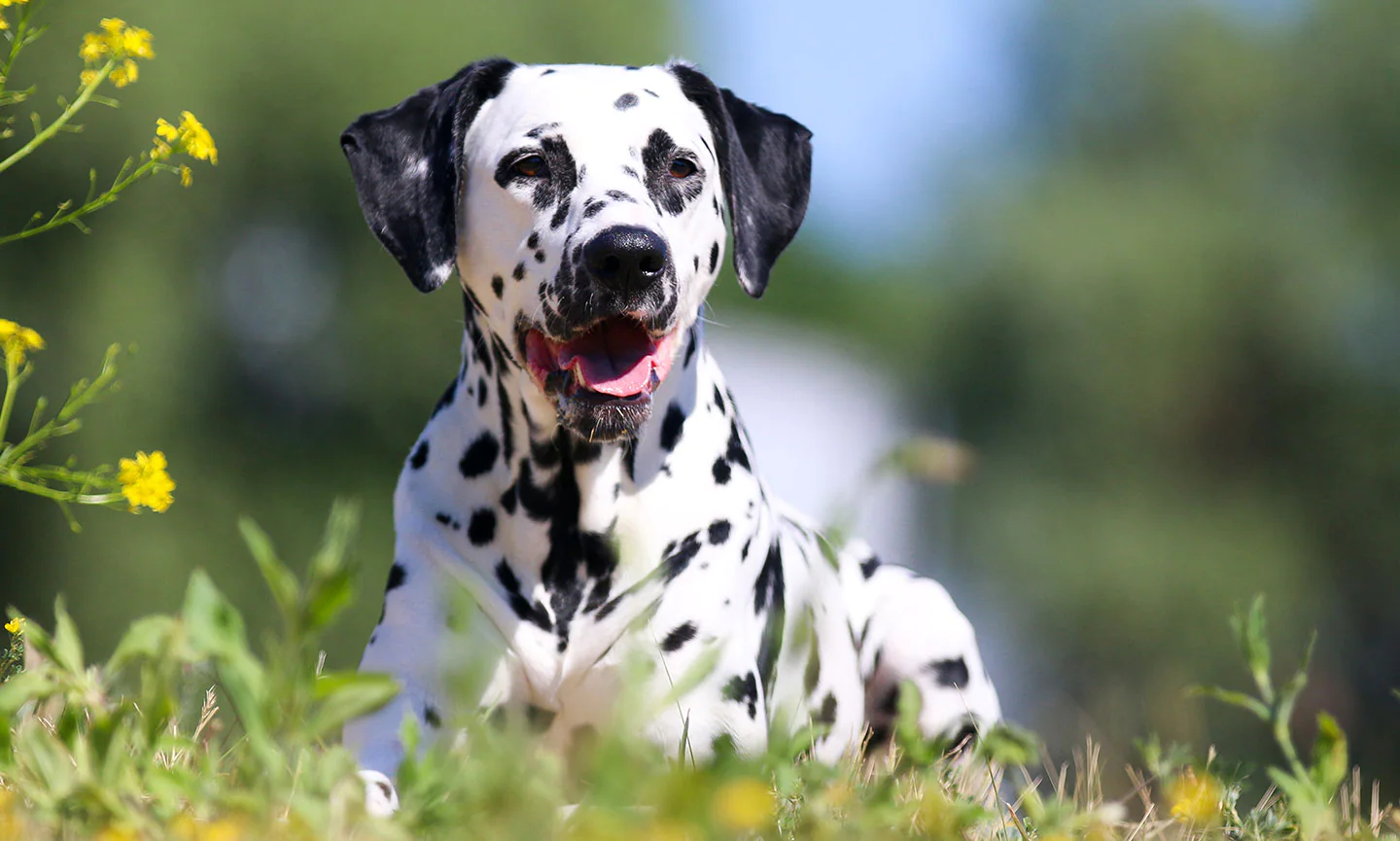 Fatti Principali sui Dalmata - Temperamento, Durata della Vita, Cuccioli, Prezzi