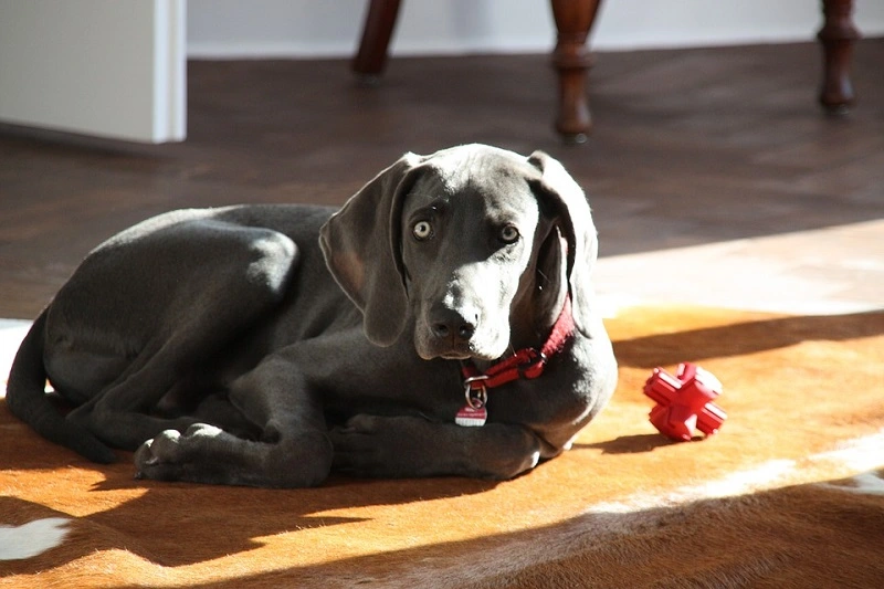 ¿Es el Weimaraner un buen perro para todos?