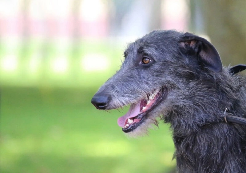 Le lévrier écossais est-il un chien pour tout le monde ?