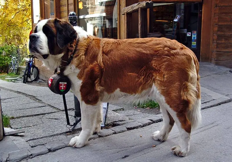 ¿Son los perros San Bernardo para todo el mundo?