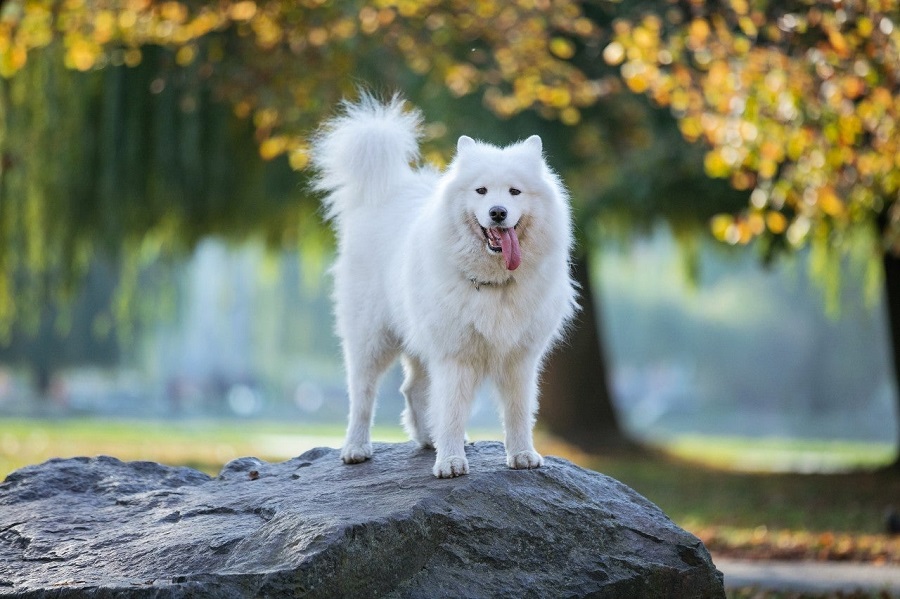 Dla kogo będzie odpowiedni samoyed?