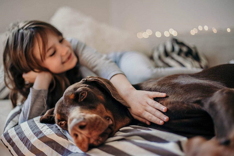 Czy doberman to pies dla każdego?