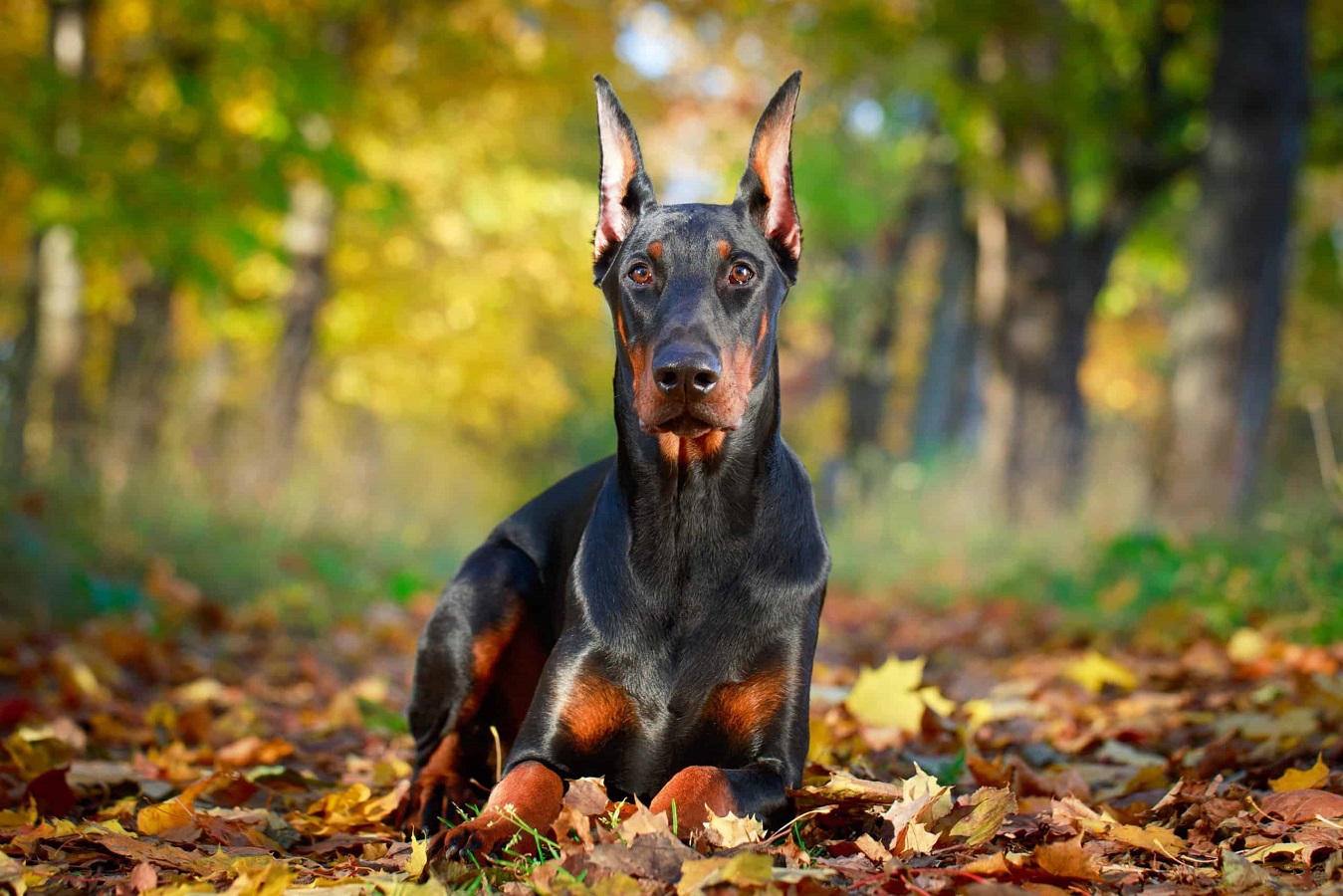 Dobermann - Informationen zur Hunderasse, Farben, Welpen, Temperament