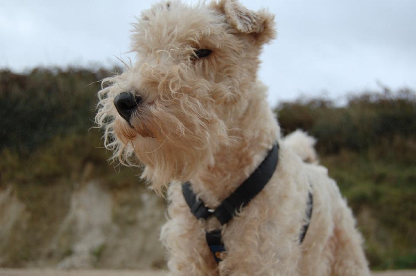 Fantastischer Foxterrier - Typen, Lebensspanne, Welpen, Temperament, Preise