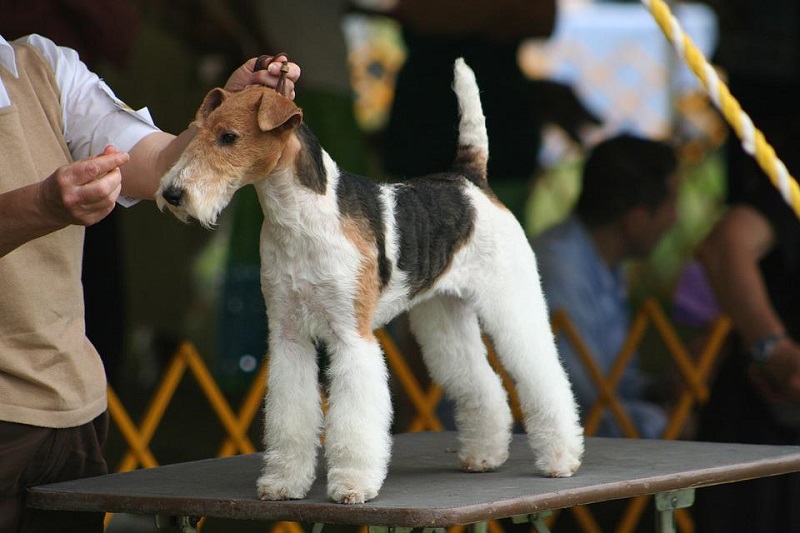 Fox terrier - skąd wzięła się ta rasa?