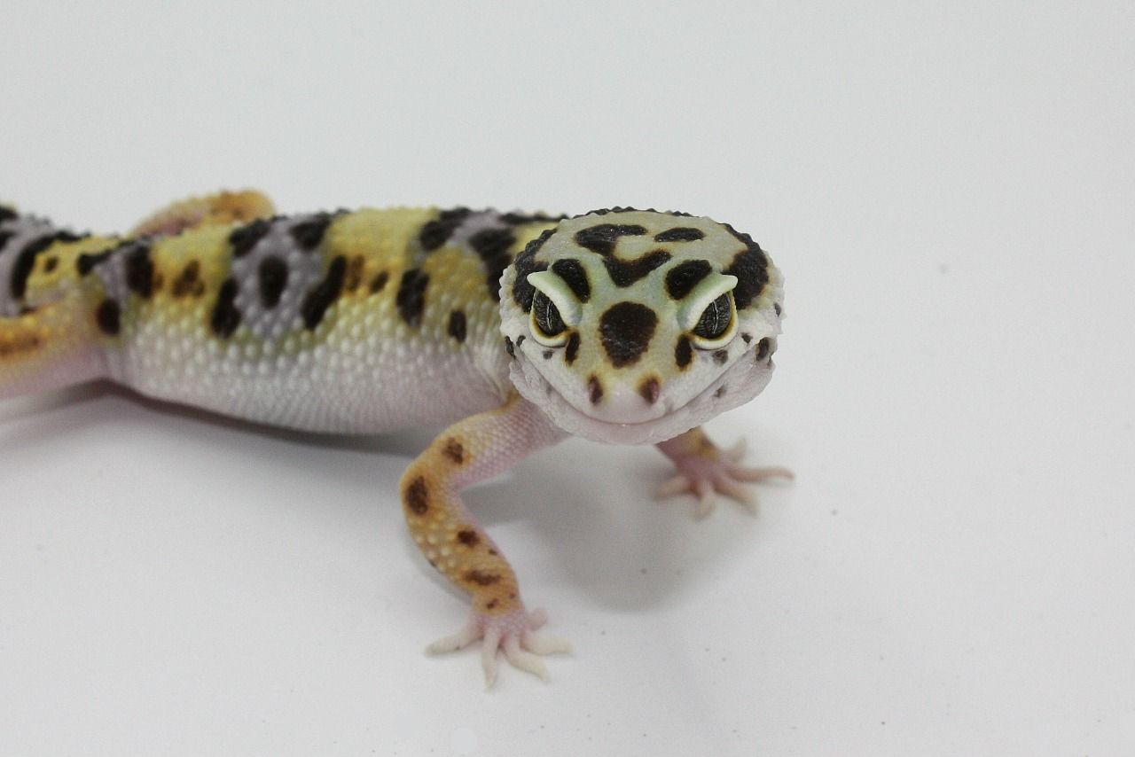 Kappen-Leopardgecko - Preis