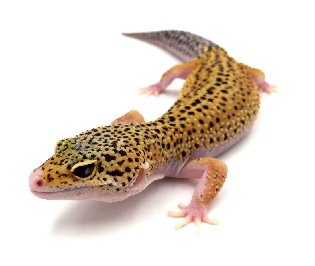 Wie sieht ein Leopardgecko aus?