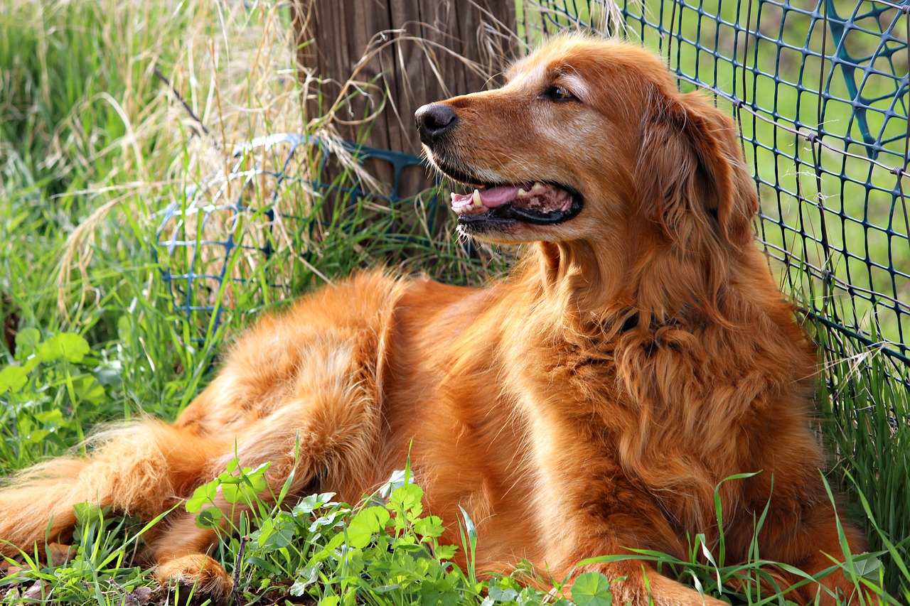 Golden Retriever - Eigenschaften, Bedürfnisse und Kosten der Rasse