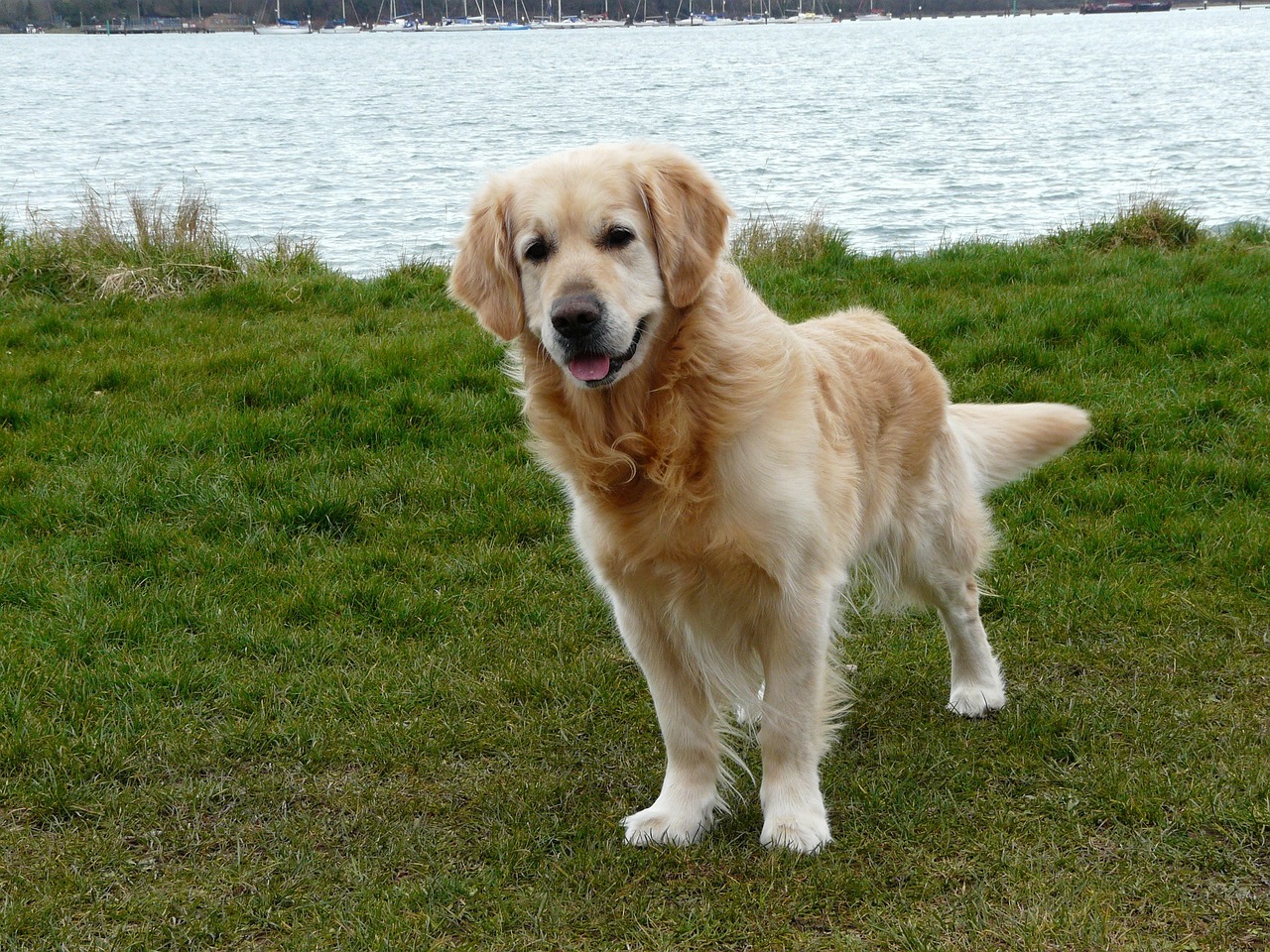 Wie sieht ein Golden Retriever aus?