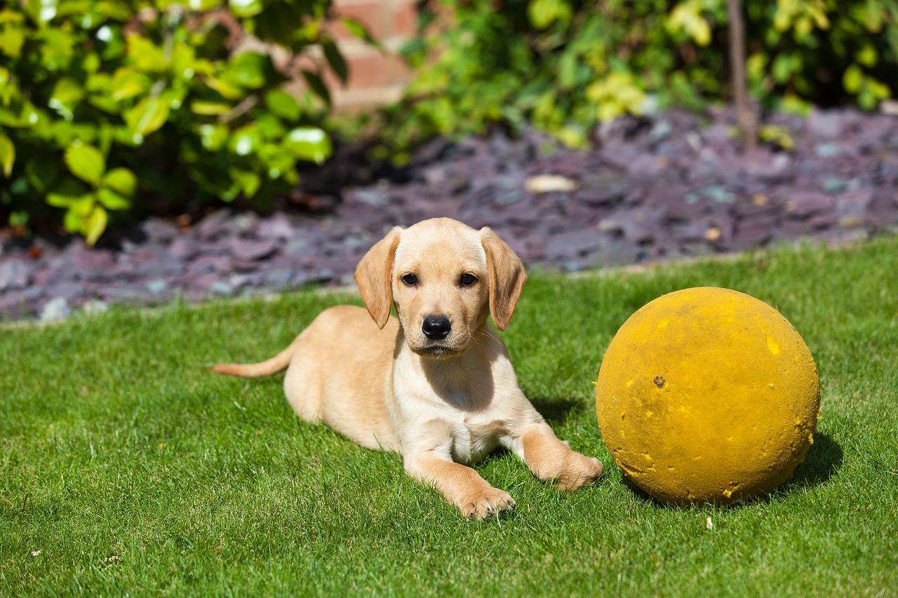 Golden Retriever Pflege - was brauchen sie?