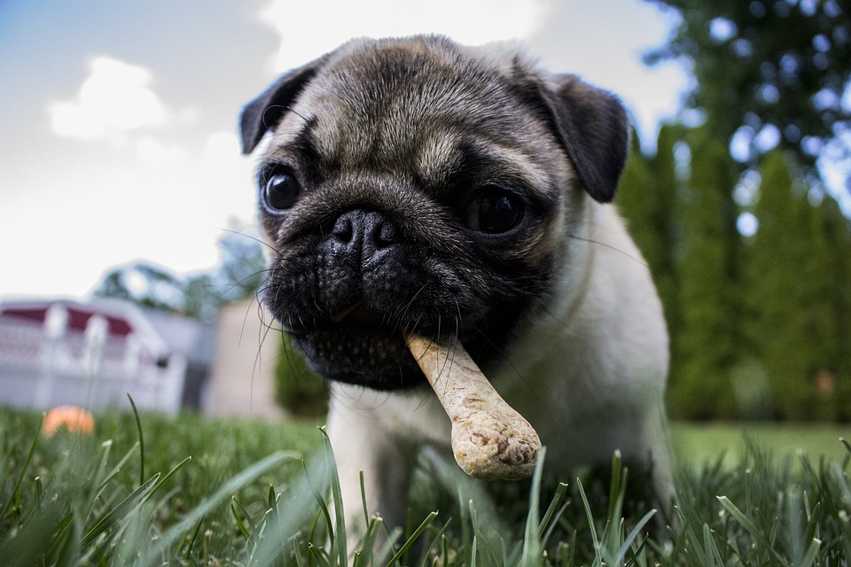 Cibo per cani cucinato in casa - cosa potete dare al vostro animale?