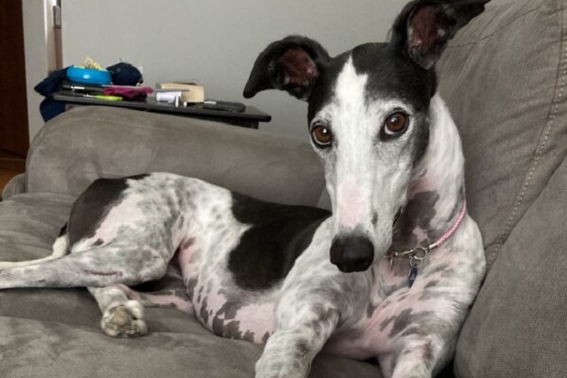 Greyhound - a perfect large apartment dog