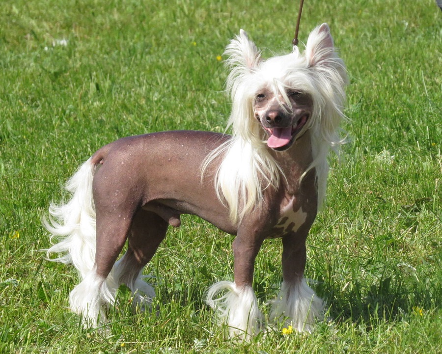 Le chien chinois à crête - prix