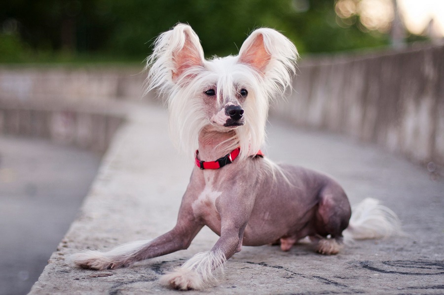 Le chien chinois à crête - tempérament