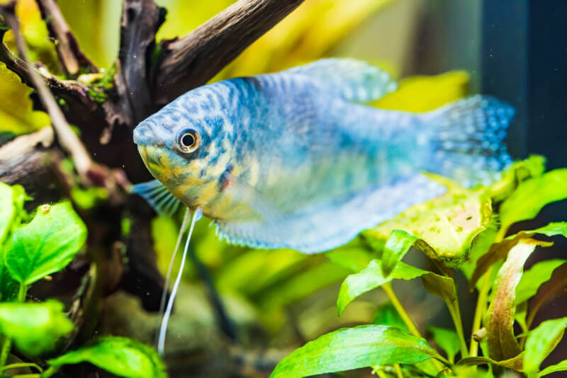 Le gourami opalin - quel genre d'animal est-ce ?