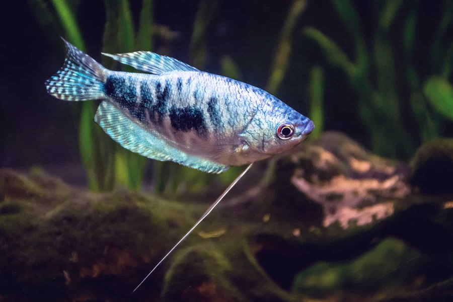 Que mange le gourami opalin ?