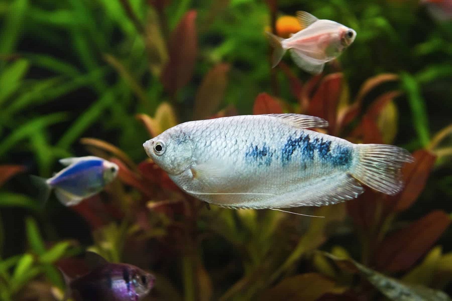 Combien coûte le gourami opalin ?