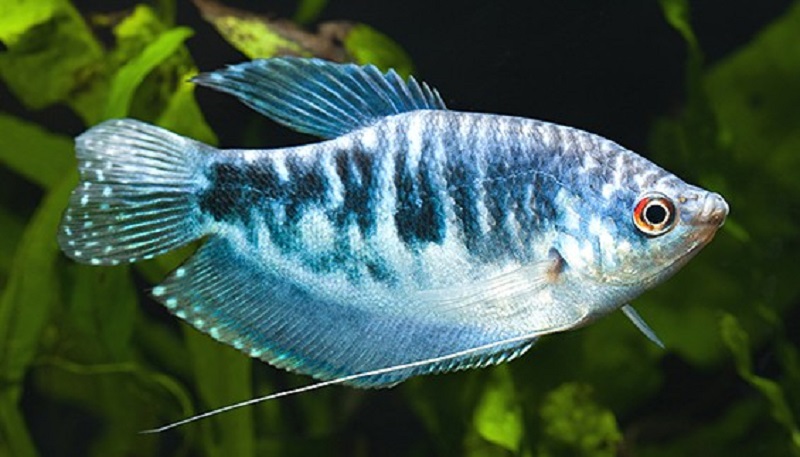 Le gourami opalin - taille et type de réservoir