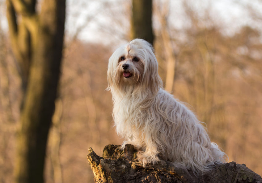 Che aspetto ha il cane avanese?