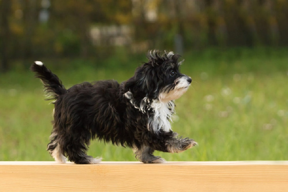 Havanesischer Hund - Temperament, Eigenschaften und Ernährung