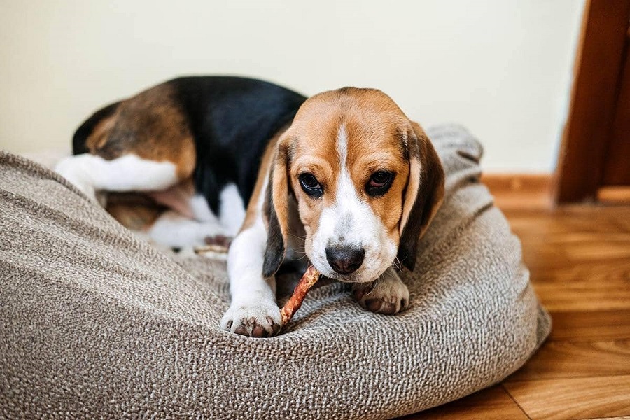 Wie viel kostet ein Beagle-Welpe?