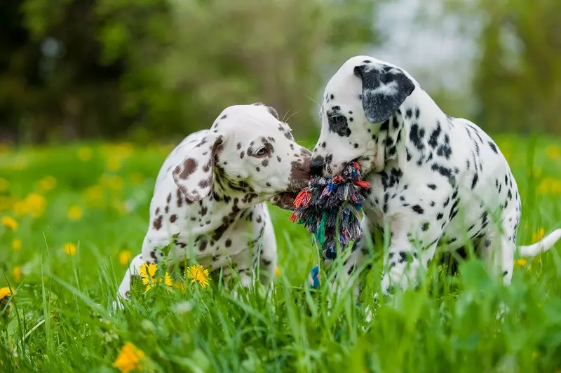 Quanto costa un dalmata?