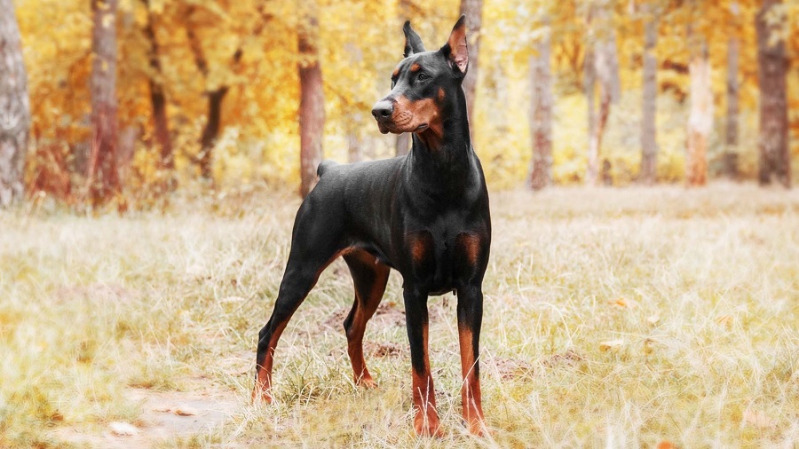 Ile kosztuje doberman?