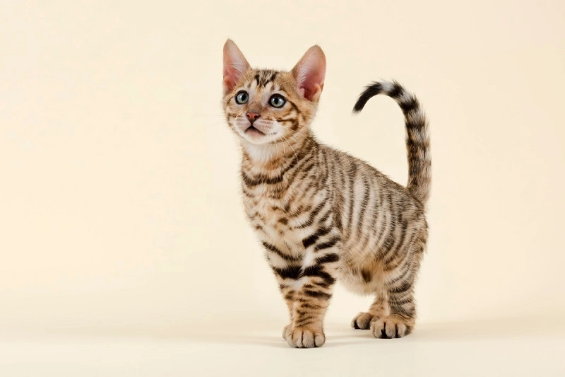 El gato toyger - precio de un gatito