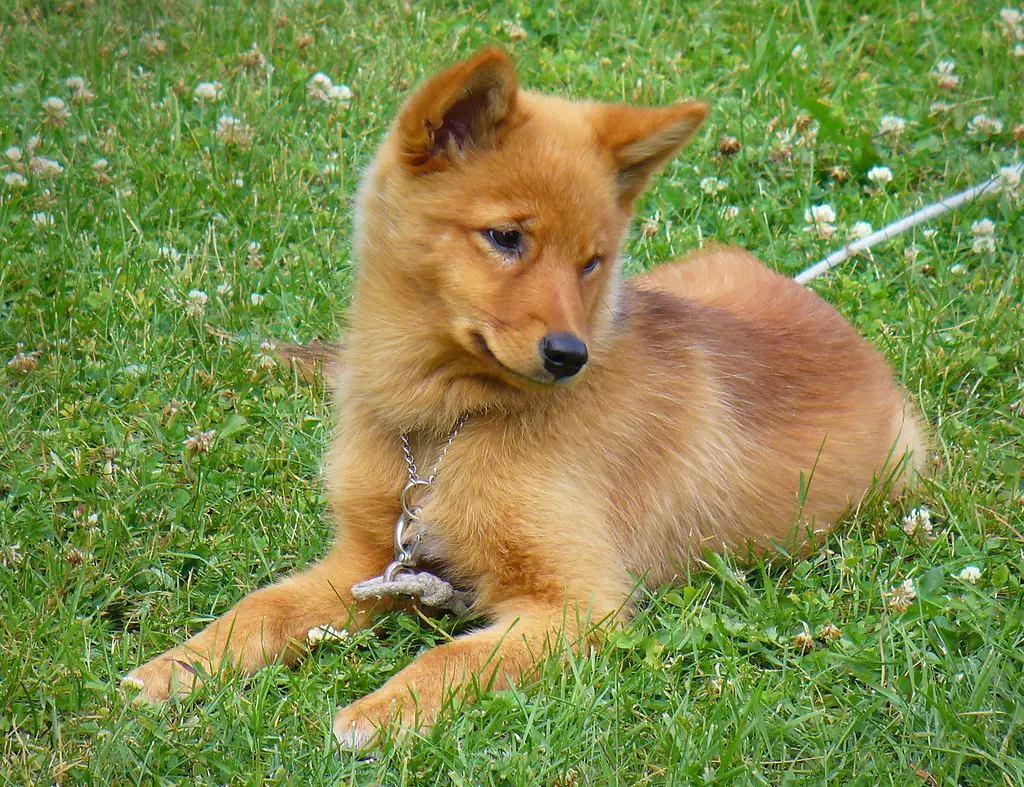 ¿Es el Spitz finlandés un animal caro?