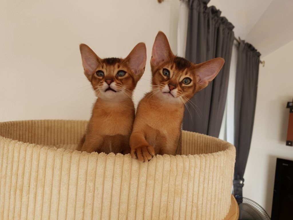 Quelle est la durée de vie des chats abyssins ?