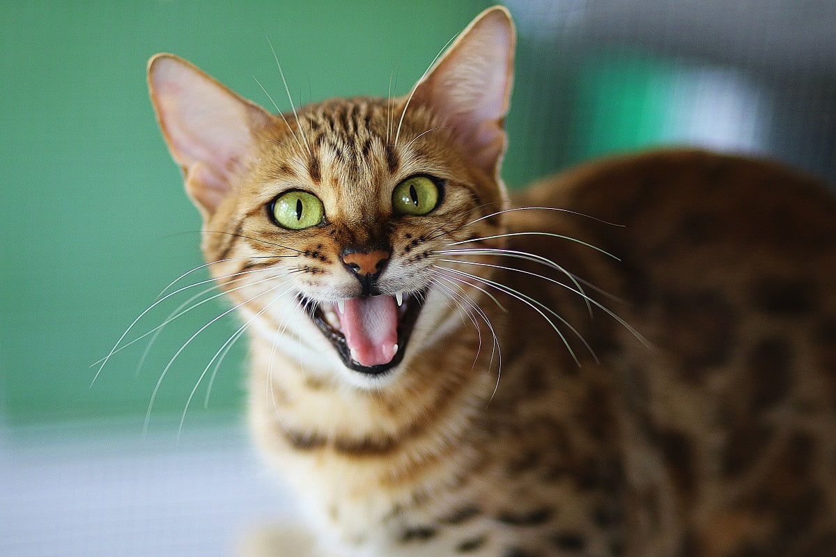 How long do Bengal cats live?