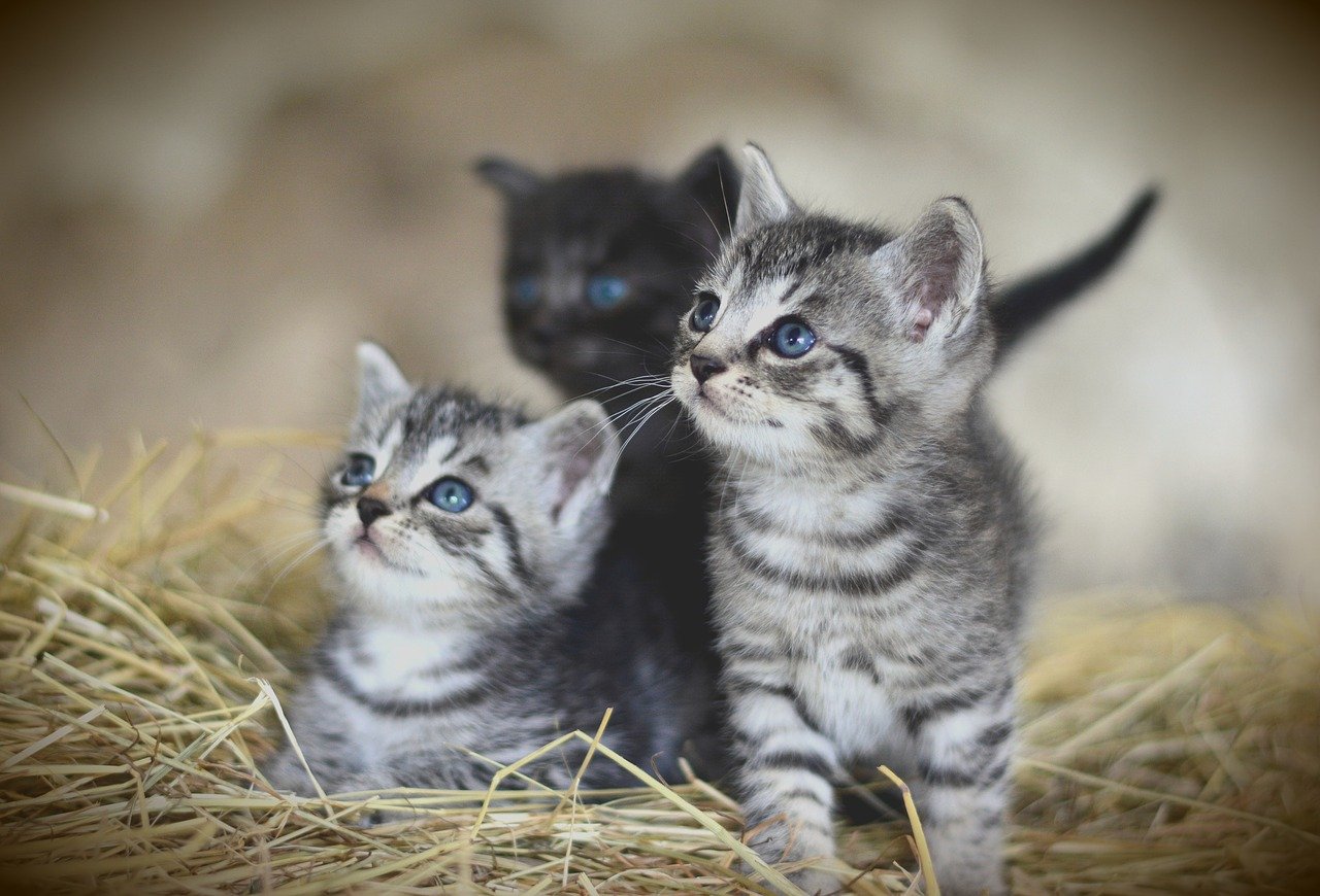 24 Nomi Popolari per Gatti - Scegli un Nome Perfetto per il Tuo Gatto