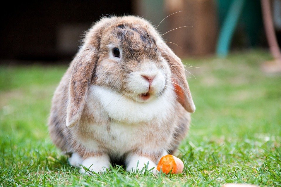 5 niedliche Jungen Kaninchen Namen