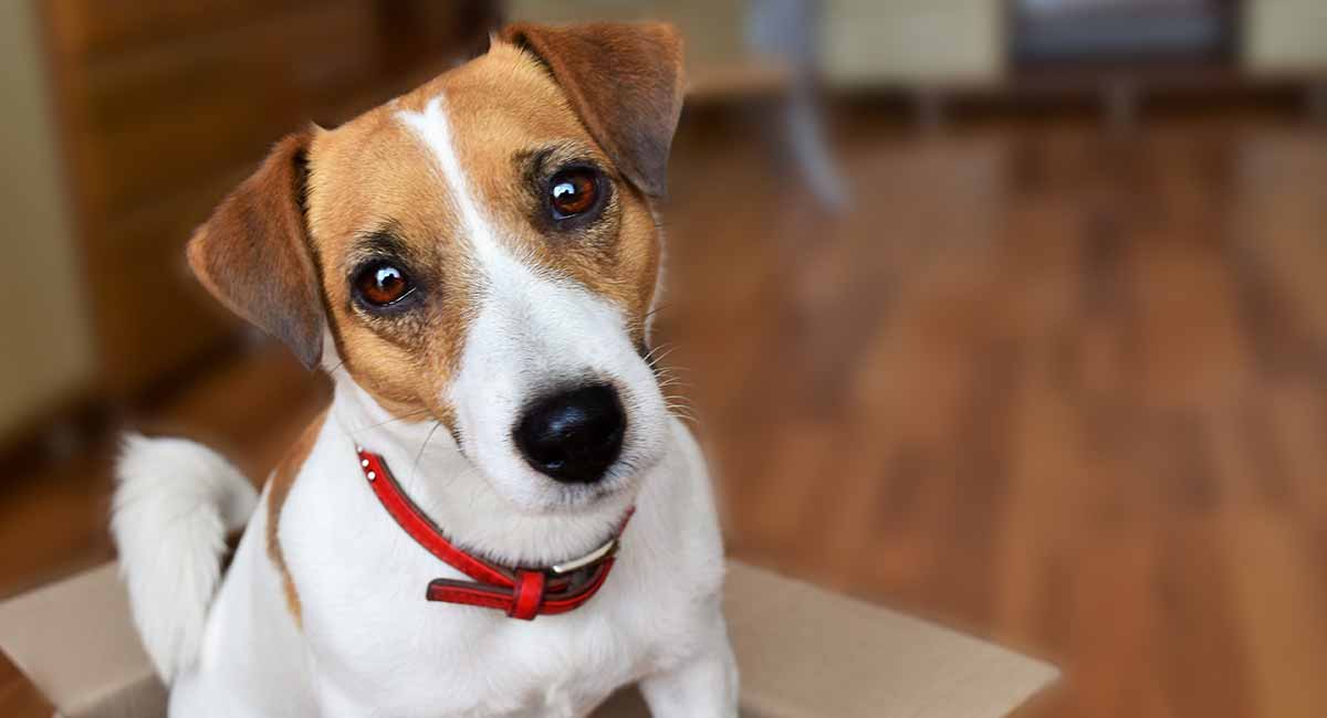 Jack Russel Terrier - un perro alegre para un apartamento