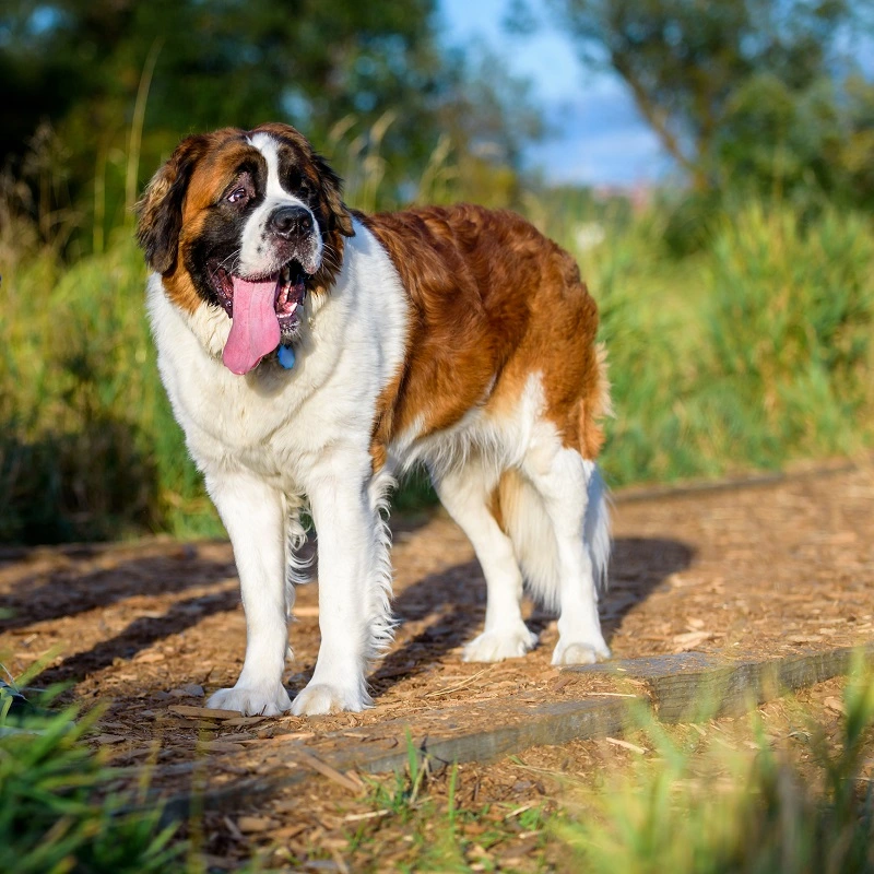 ¿Cómo cuidar a un San Bernardo perro?