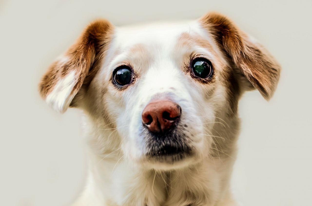 Ein springender Hund braucht Ermutigung - geben Sie Kommandos und Belohnungen