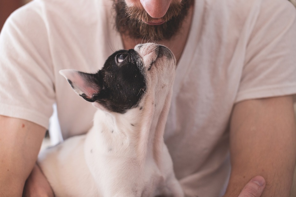 Wie man einen Hund vom Springen abhält - beginnen Sie mit dem Training