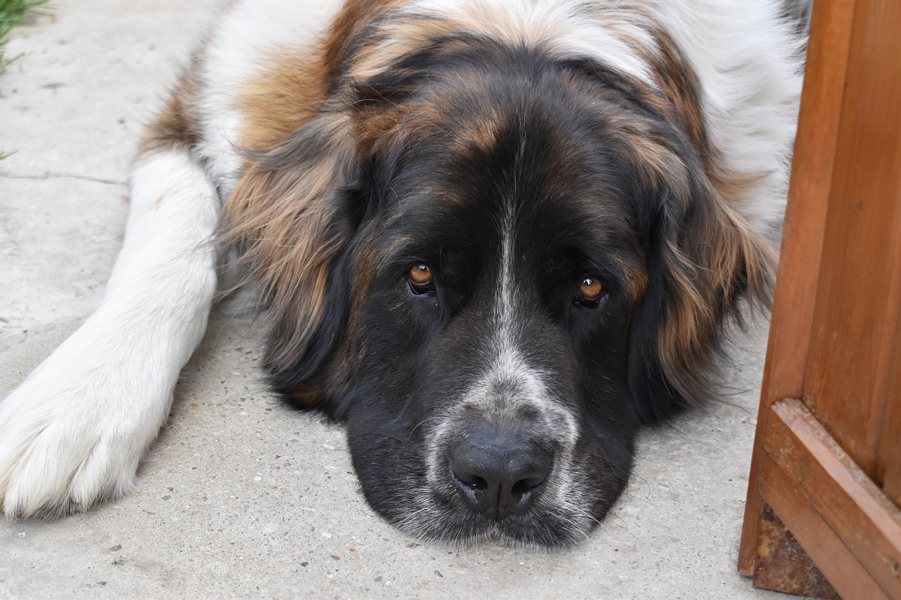 Wie kann man einen Hund beruhigen? Lernen Sie, wie man einen Hund vom Springen abhält