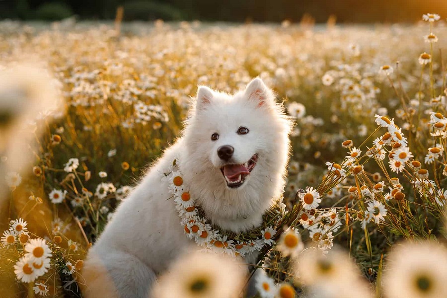 Jak prezentuje się samojed?