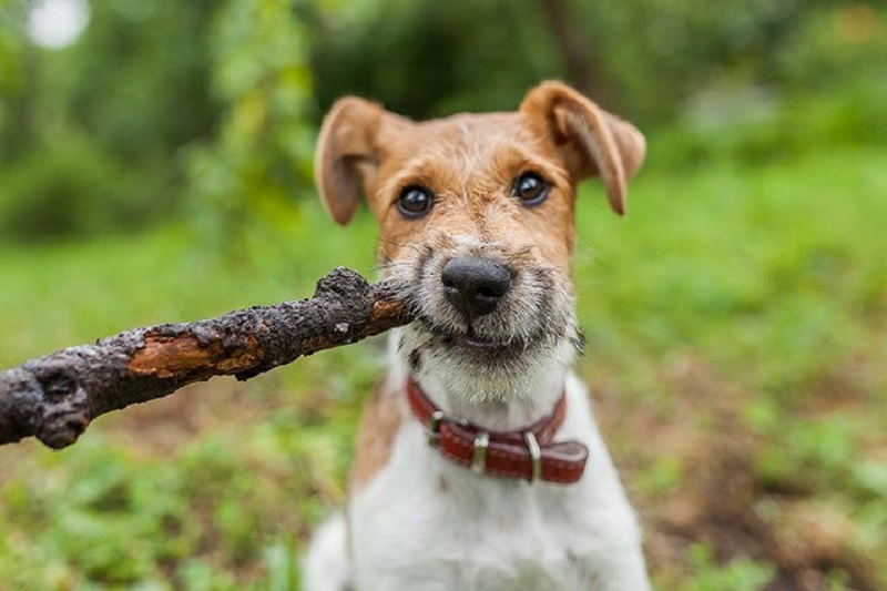 Jak wygląda fox terrier krótkowłosy?