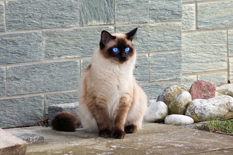 Wie sieht die Ragdoll-Katze aus?