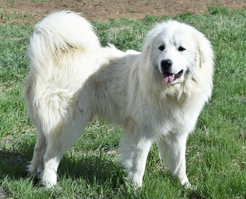 Wie sieht der Kuvasz aus?