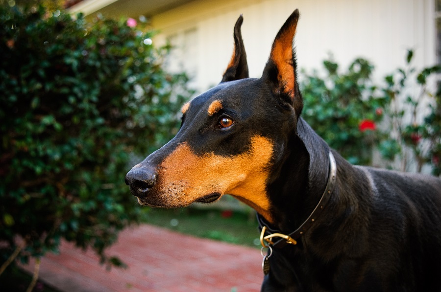 Jak prezentuje się pies rasy doberman?