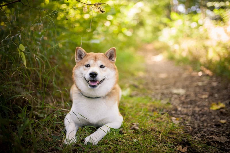 What does the Shiba Inu look like?