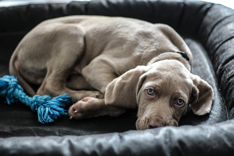 ¿Cómo es el Weimaraner?