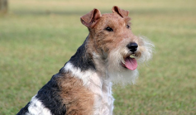 Jakiej pielęgnacji wymaga fox terrier?